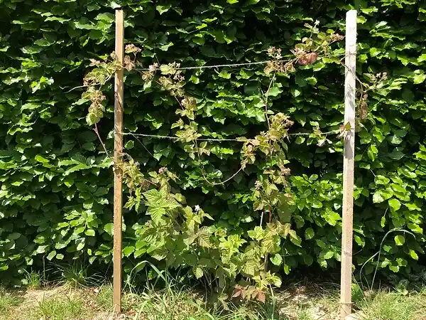 Satisfait Ou Remboursé Tuteur à tomates - Pin traité autoclave - 150cm SOLID