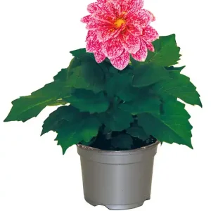 Achetez Aujourd'hui Dahlia - Pot 10,5cm - Floraison été/automne FLEURON