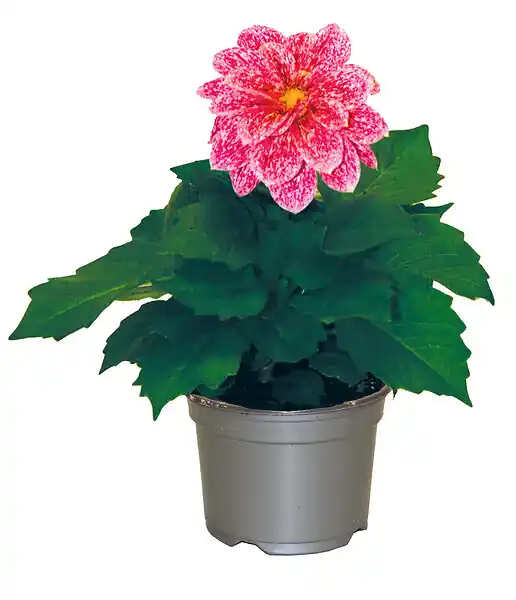 Achetez Aujourd'hui Dahlia - Pot 10,5cm - Floraison été/automne FLEURON