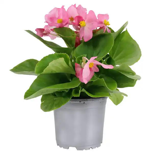 Commander Maintenant Bégonia - Pot de 10,5cm - Plante fleurie facile à cultiver FLEURON