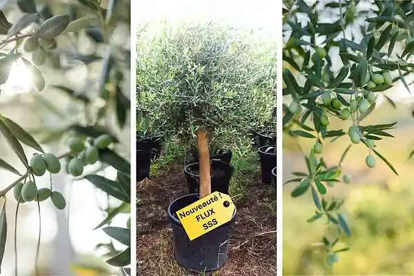 Affaire À Saisir Olivier européen - Forme touffe - Pot 35 L PEPINIERES DESMARTIS